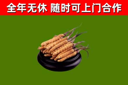 上饶回收散虫草