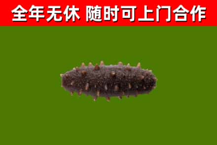 上饶回收海参干